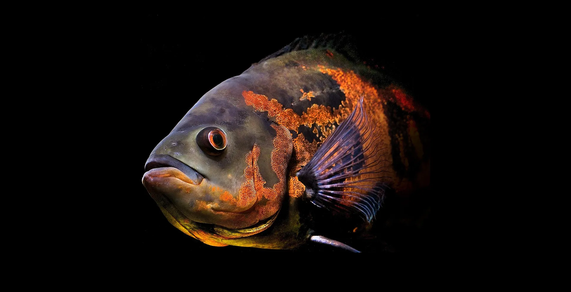 Imagem de fundo de Oscar - Poytara